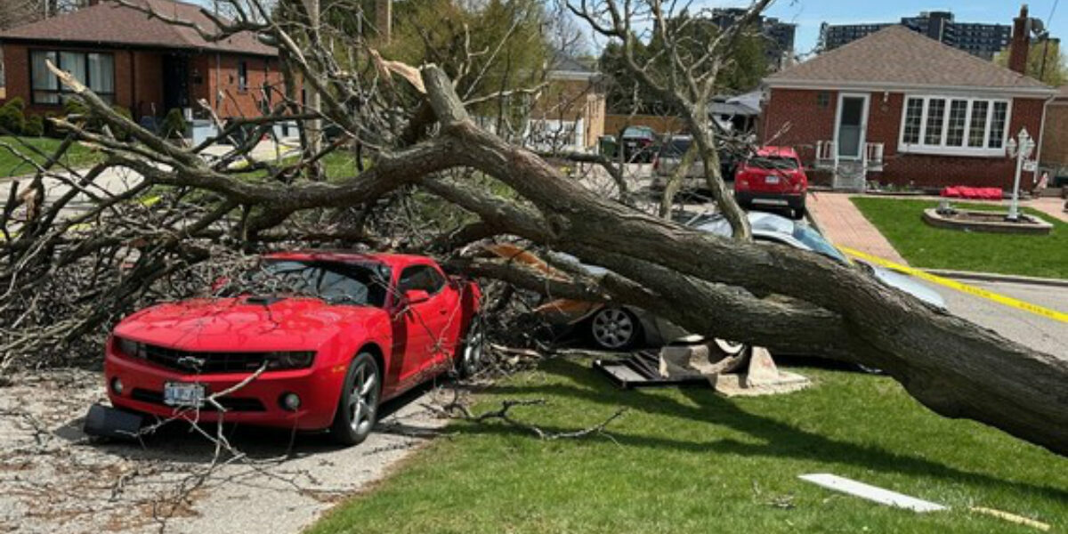 Storm knocks over tree, crushes Scarborough resident’s cherished Camaro