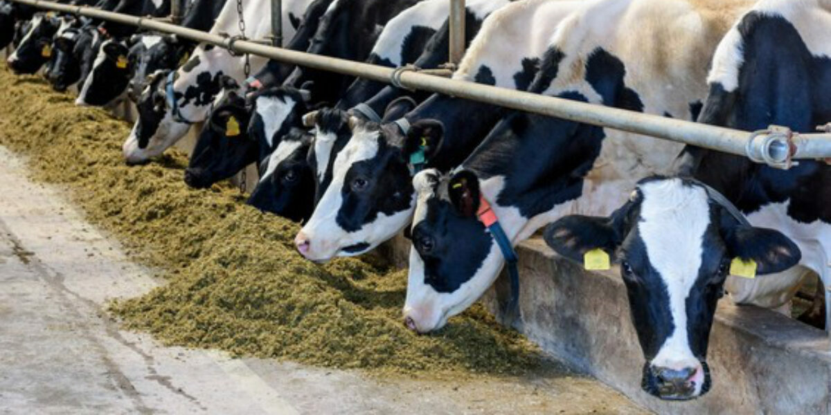 CHARLEBOIS: Why Canada will lose half its dairy farms by 2030 – with supply management