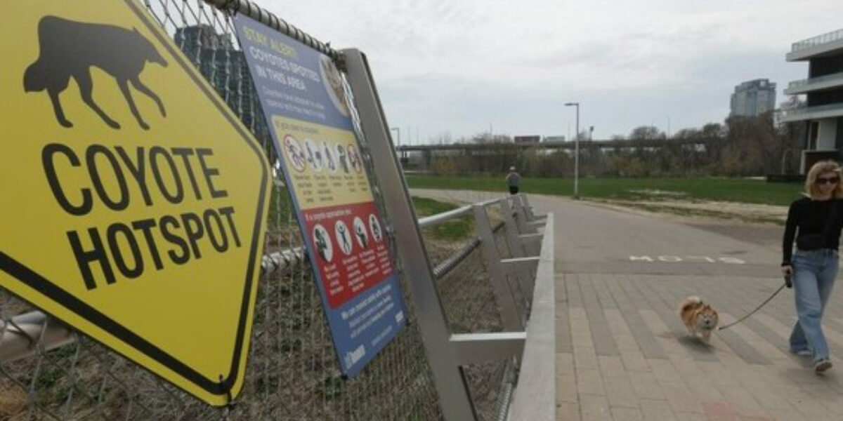 City euthanizes coyotes after reported attacks in Liberty Village-Fort York