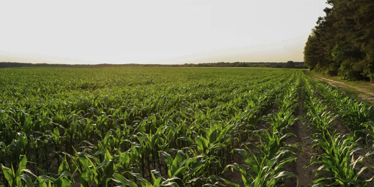 Brazil’s Crops and Antarctic Ice Expose Climate Corruption