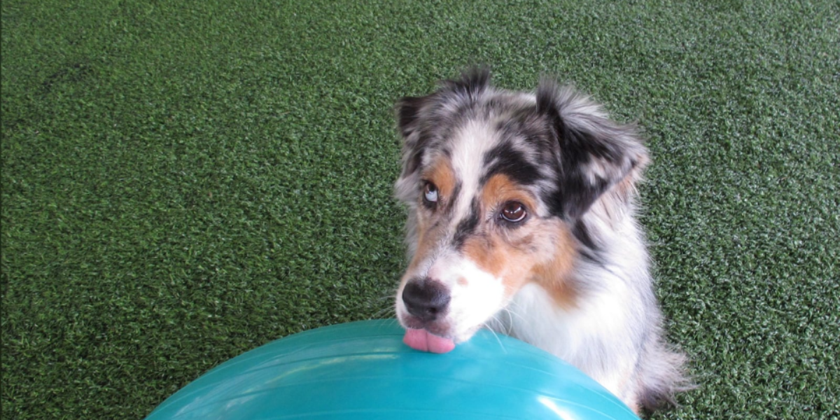 Woman bitten by Australian shepherd refused $4K because ‘every dog is entitled to one bite,’ tribunal rules