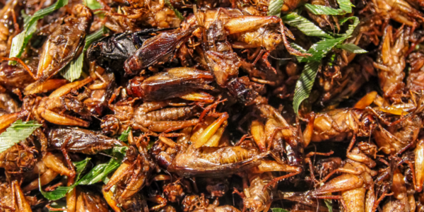 Liberals claim ‘no records exist’ for $9M given to collapsed cricket farm