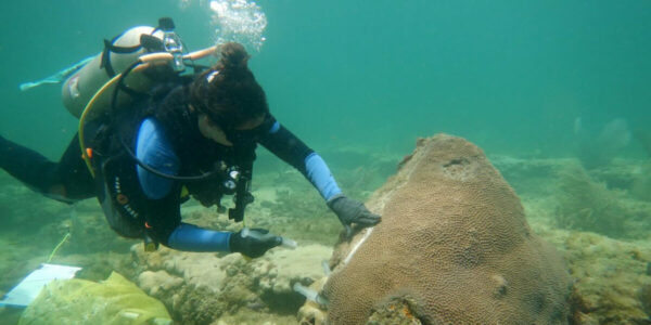 Ingredient in Yogurt Can Slow Disease in Reefs as Corals Have Microbiomes That Benefits From Probiotics