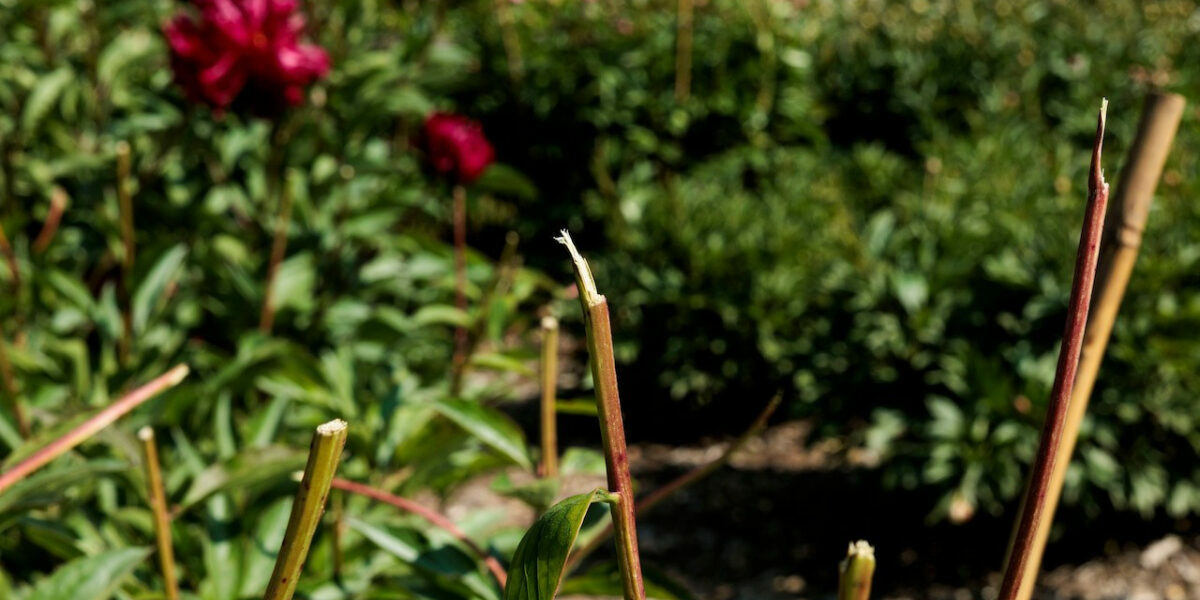 Pathetic protesters destroy university’s peony garden to ‘show support of Palestine’