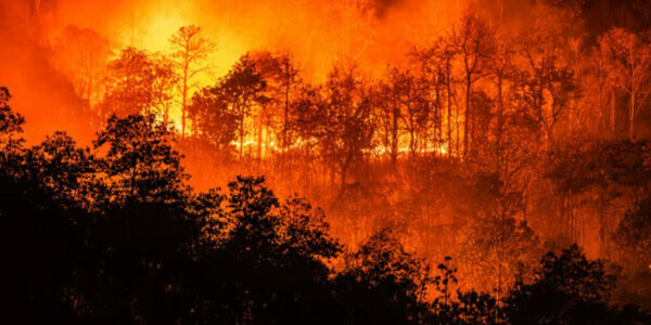 U.S. congressman calls out Canada’s forest management failures