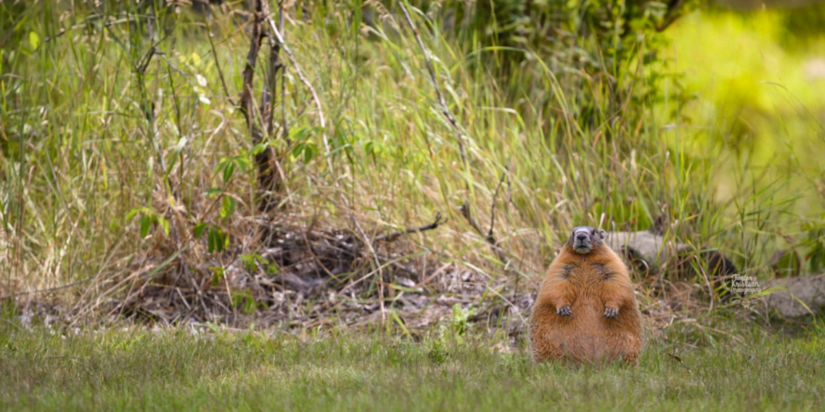 ‘Mega-fat’ marmot captivates photographer in Kamloops, B.C., park