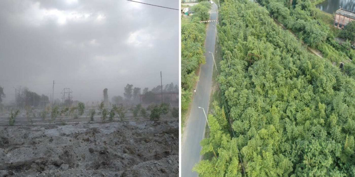 New Bamboo Plantations Are Healing Villages Choked by Toxic Ash from Coal Plants in India