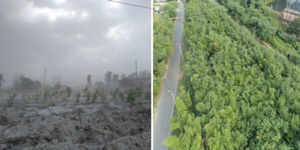 New Bamboo Plantations Are Healing Villages Choked by Toxic Ash from Coal Plants in India