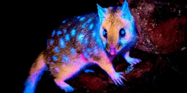 Glow-in-the-dark animal captured on camera for first time