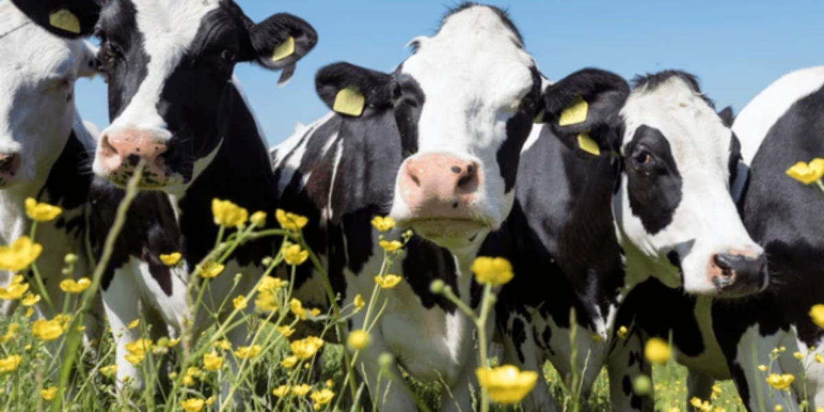 Andrew Richter: Keeping supply management is economic suicide