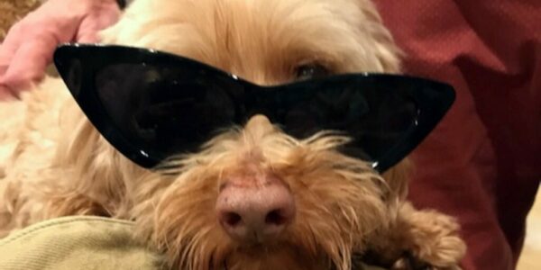 Latest Associated Press Silly Shamefest: Your Dog Is Causing Climate Change