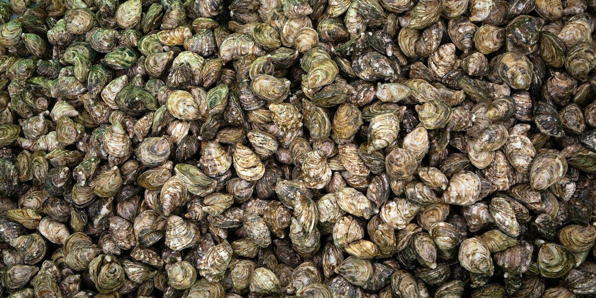 Tainted waters: B.C.’s oysters are making people sick. The cause is disturbing.