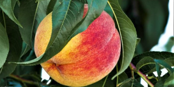 Most of Canada sees changes under newly updated plant hardiness zones map