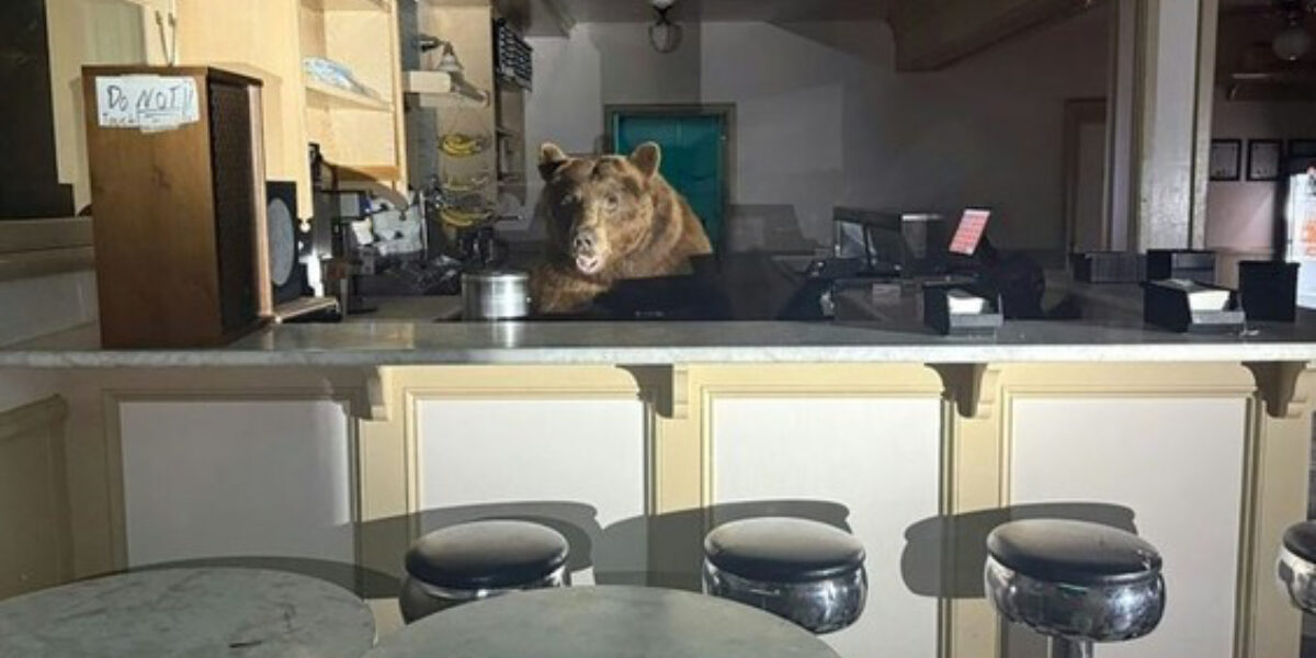 GOT THE SCOOP: Bear takes over California ice cream shop