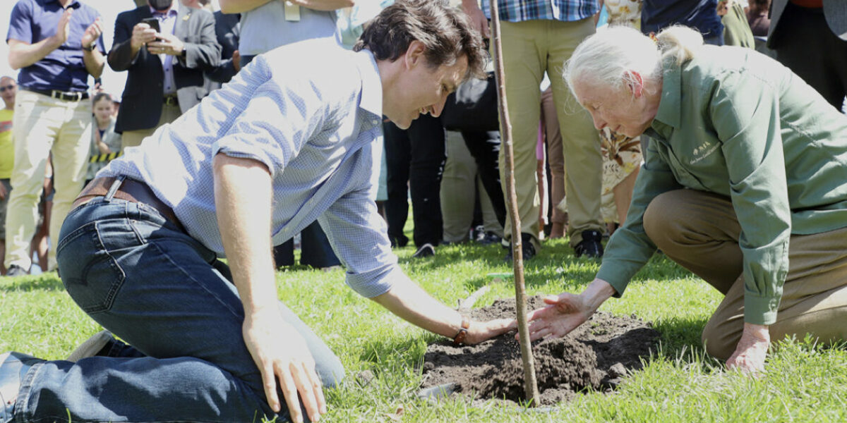 Cabinet’s aim to plant two billion trees was a farce