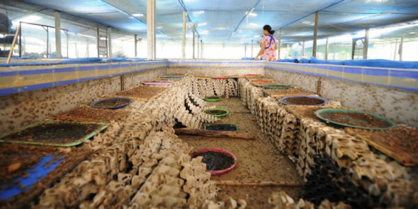 $50 Million Hopped Away: Ottawa Paid $6.25M Per Job to Push Crickets on Canadians