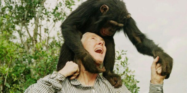 Environmentalists, politicians recall life, influence of primatologist Goodall