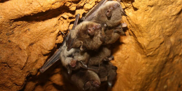 Bats Are Recovering in a Big Way After Decimation by White-Nose Syndrome: Numbers Grow for the 3rd Year