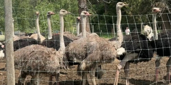 Mainstream media admits ostrich cull is about curbing ‘anti-government belief’ – not science