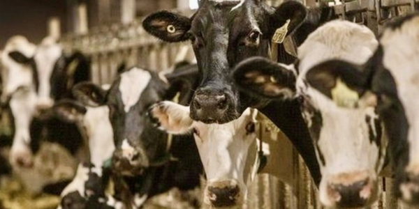 CHARLEBOIS: Ottawa wants fewer cow farts, but farmers not blowing hot air