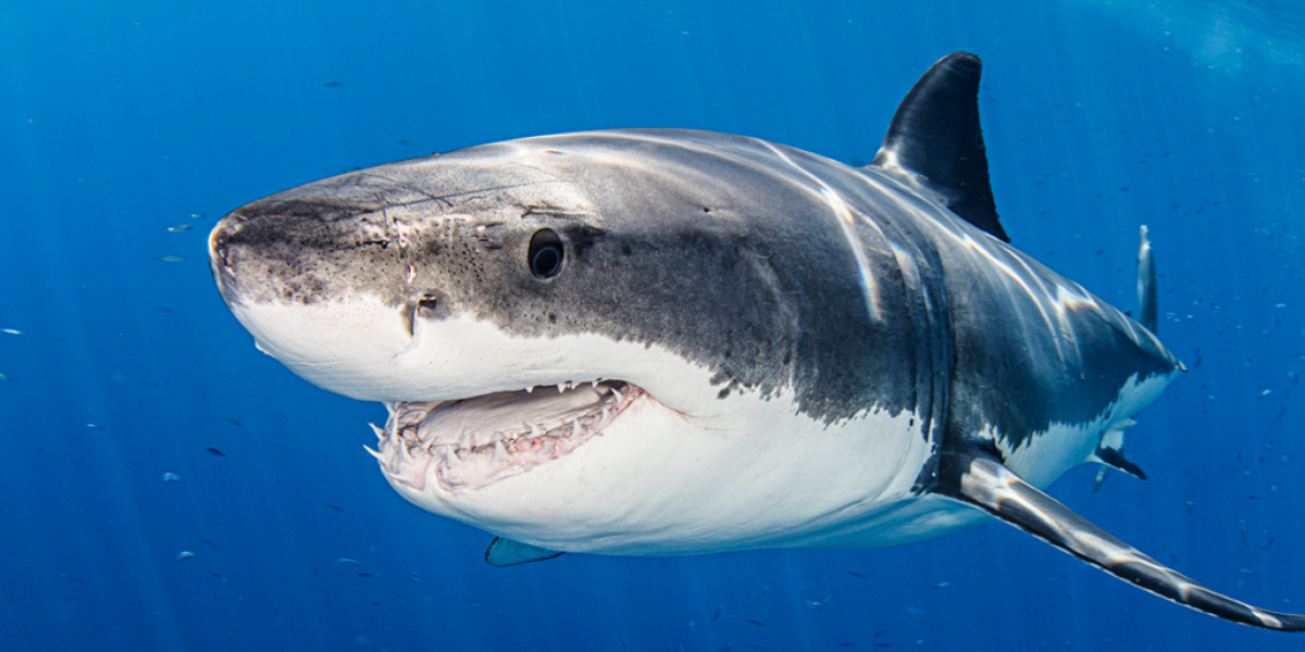 What parts of Canadian culture will be ‘rebranded’ in 2026? Here are our predictions