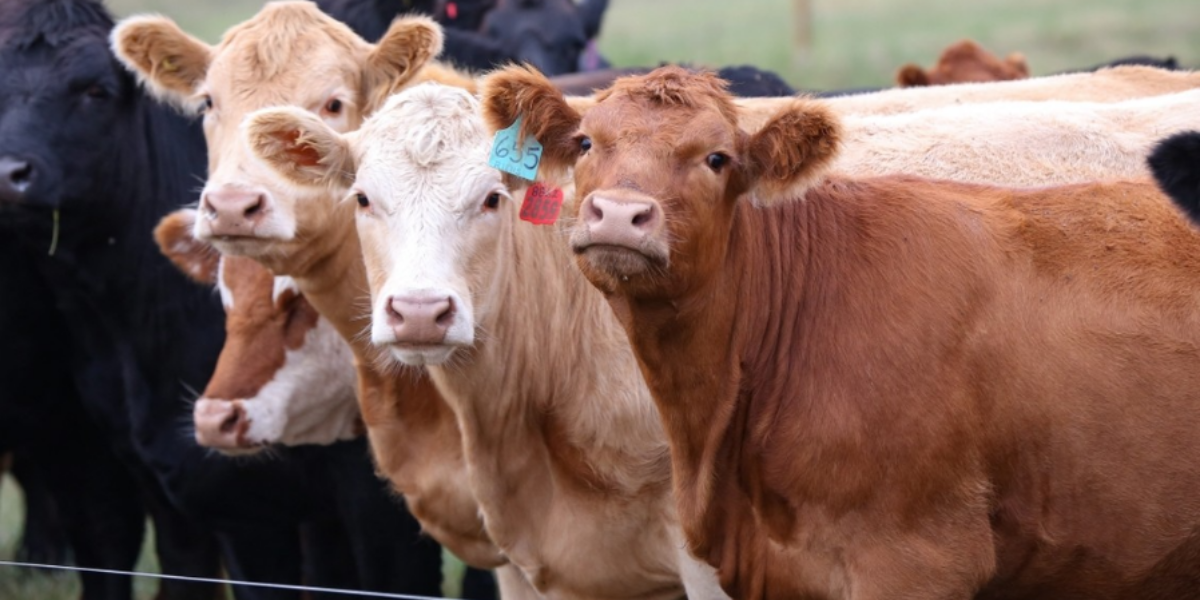 Jamie Sarkonak: Carney’s shutdown of federal agriculture research is an attack on food security