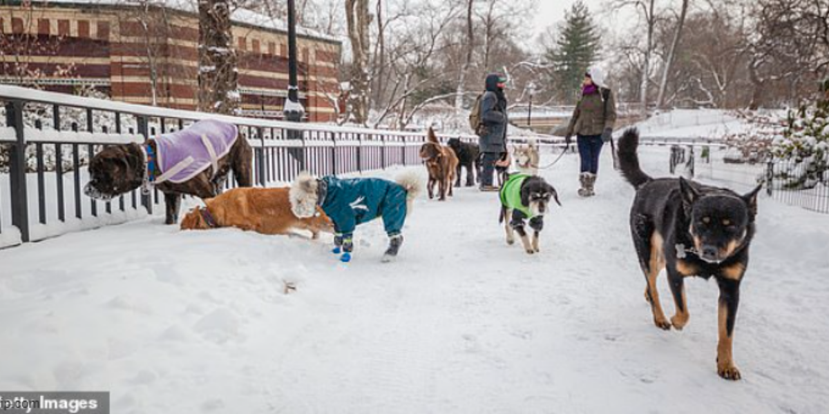 Famous Palestinian activist ‘jokes’ that dogs should be banned as indoor pets in NYC after seeing poop-filled snowdrifts