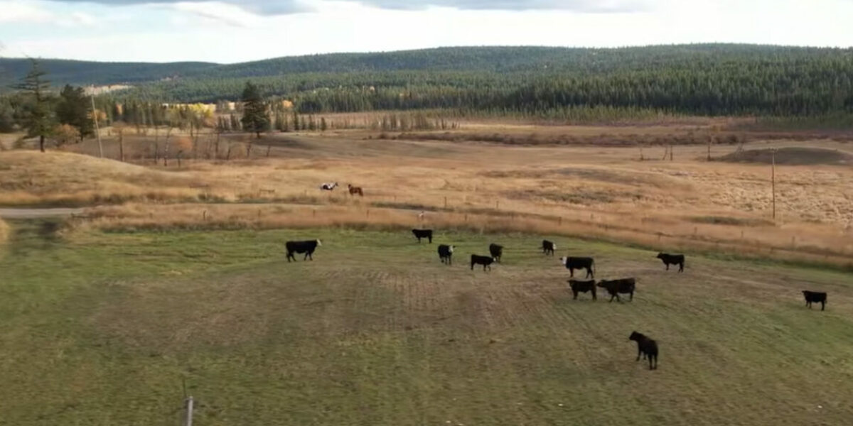 Massive B.C. ranch sale stalls as Aboriginal title spooks buyers