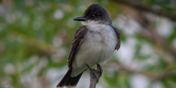 Jamie Sarkonak: Bird conservation – the latest field to take up race-based hiring