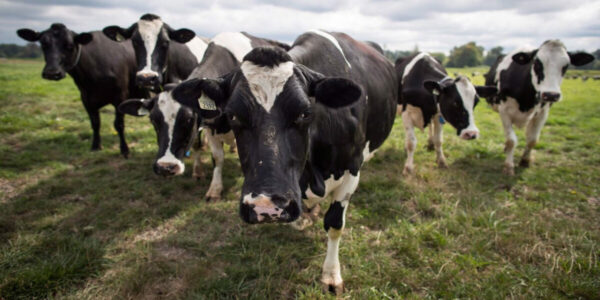 USDA’s $109 Billion Warning: $18.95 Milk, $19.14 Costs, and 29% of Farm Income from Government Checks