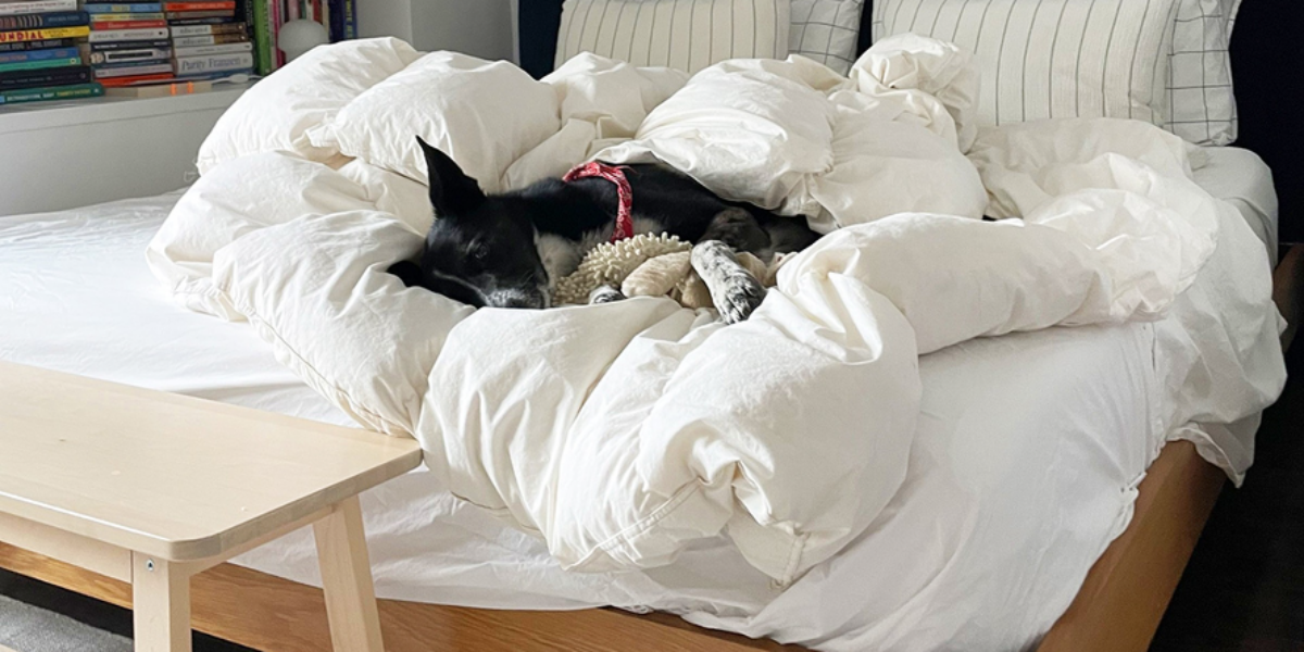 Dogs have taken over every aspect of our lives. Is that good for humans?