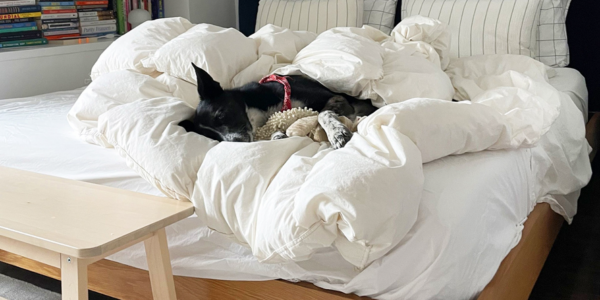 Dogs have taken over every aspect of our lives. Is that good for humans?