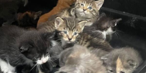 130 Cats, Including 62 Kittens Less Than 5 Weeks Old, Rescued from a Single Property