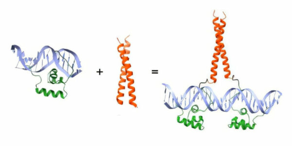 ‘Frankenproteins’ offer hope in fighting cancer