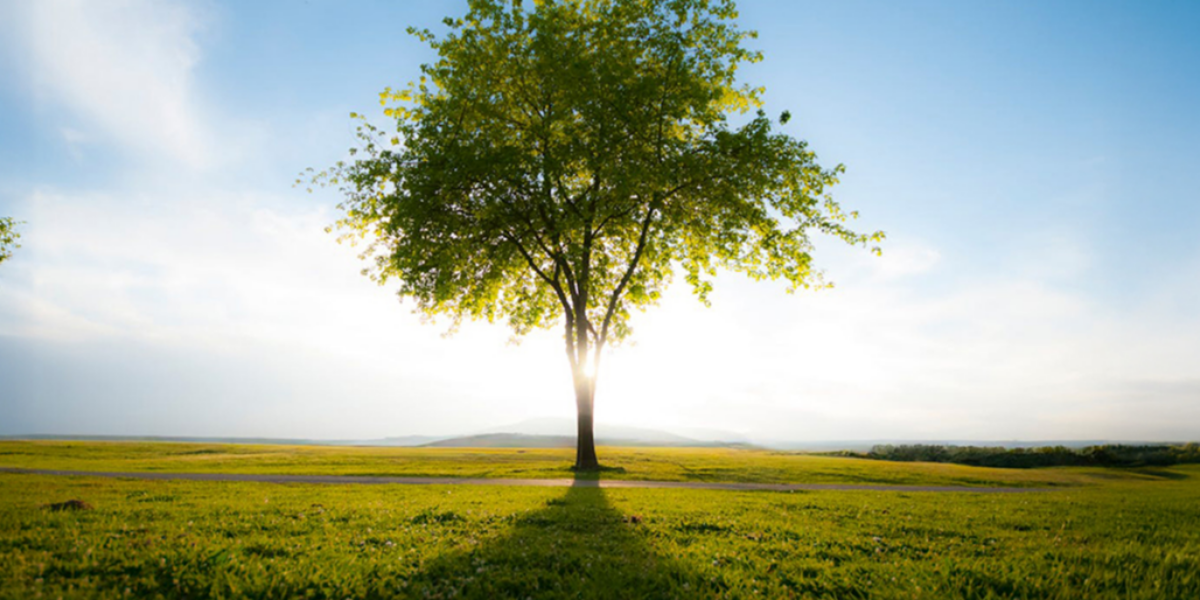 Is your neighbourhood racist? Toronto’s new ‘tree equity’ app scores communities based on tree canopy coverage