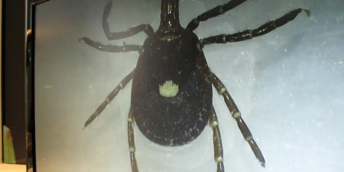 Scientists are warning Canadians to get ready for a U.S. tick invasion this year