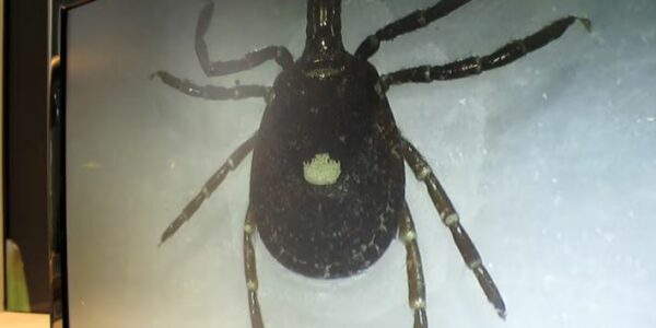 Scientists are warning Canadians to get ready for a U.S. tick invasion this year