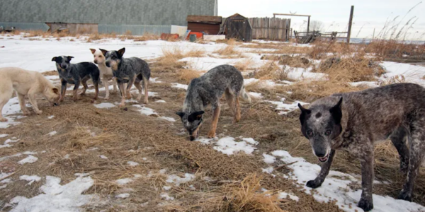 Inside Canada’s hidden dog cruelty crisis on First Nations reserves