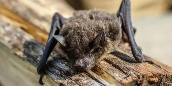 Ontario boy died after a bat sat on his face. There were no visible bites