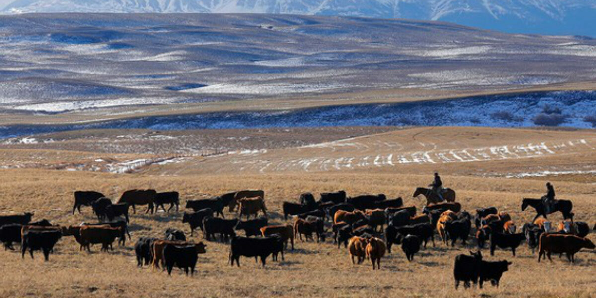 Alberta ranches may count for land-conservation targets, federal minister signals amid impasse with province