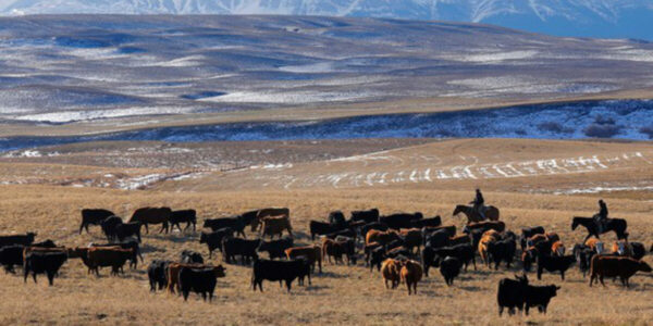Alberta ranches may count for land-conservation targets, federal minister signals amid impasse with province